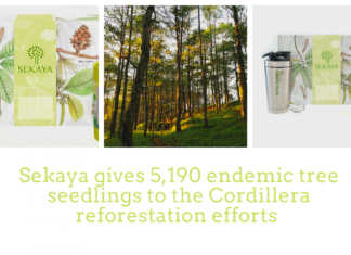 Sekaya is giving 5,190 Philippine endemic tree seedlings to support the reforestation efforts of the Cordillera Conservation Trust