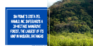 SM Prime’s Costa Del Hamilo, Inc. safeguards a 20-hectare mangrove forest, the largest of its kind in Nasugbu, Batangas