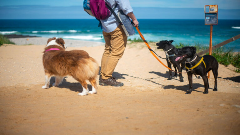 Top Pet-Friendly Staycation Spots For You And Your Furbabies