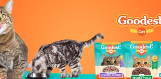 3 easy ways to keep your cats happy and healthy