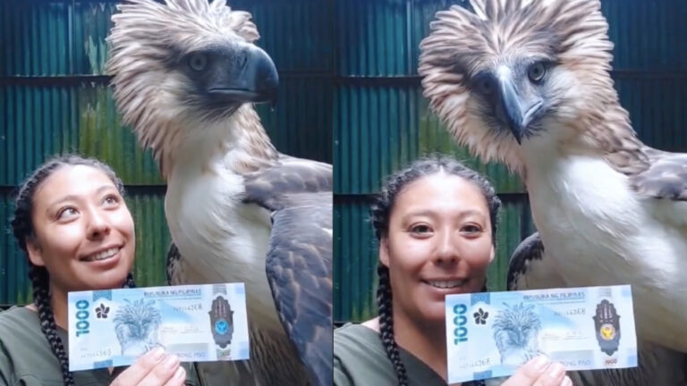 Animal Keeper Shares Photos Of Philippine Eagle Visible In Php1,000 Bill And PH Passport