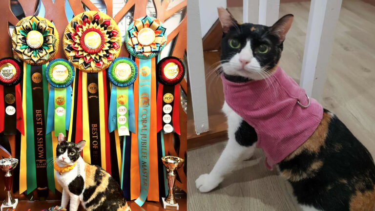 Puspin Bags Awards At The World Cat Federation’s International Cat Show