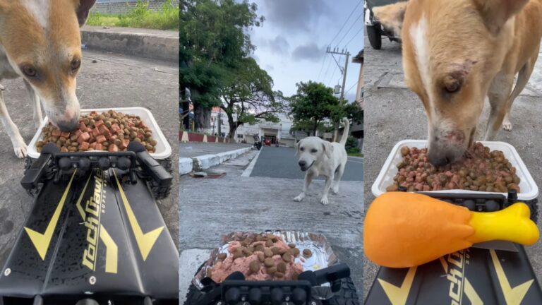 Caviteña College Student Feeds Stray Dogs Through Customized RC Car