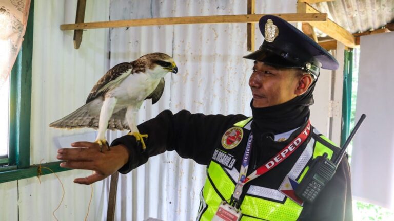 Baguio Security Guard Successfully Rescues A Near-Threatened Eagle Specie