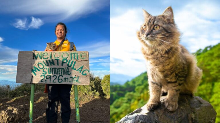 Cat Owner Trends As He Brings His Cat In A Mountain Hiking