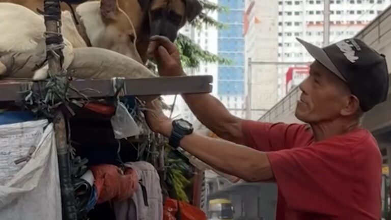 Homeless Man Gives Home To Stray Dogs Like They Are His Own